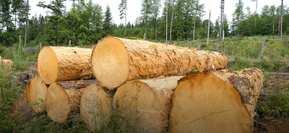 Om017634-pece-les-(3)