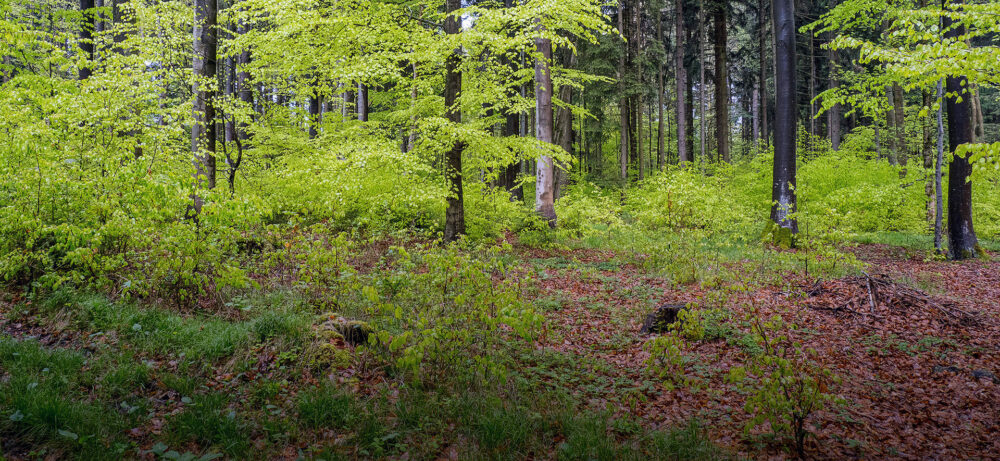 Om300651-07-rozmital