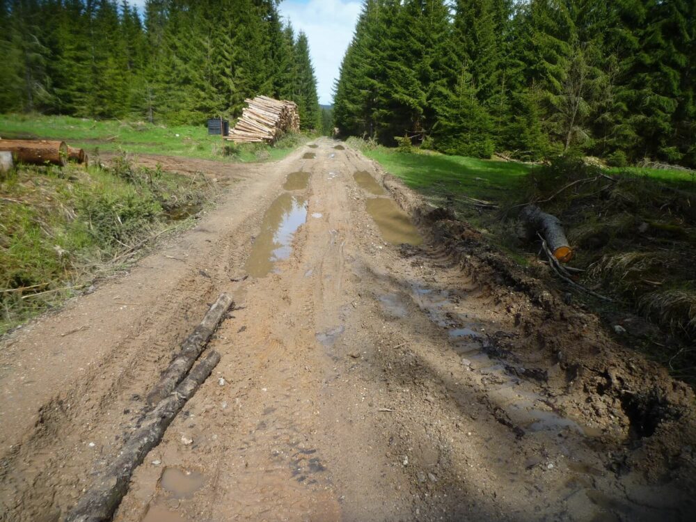 Lesní cesta Nejdek před rekonstrukcí