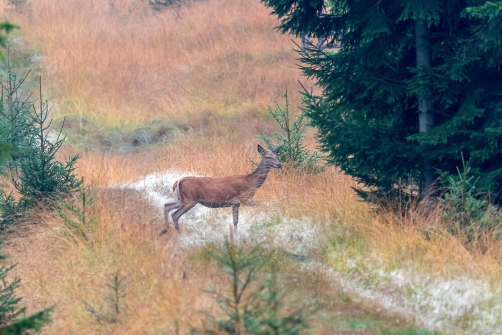 Olympus digital camera