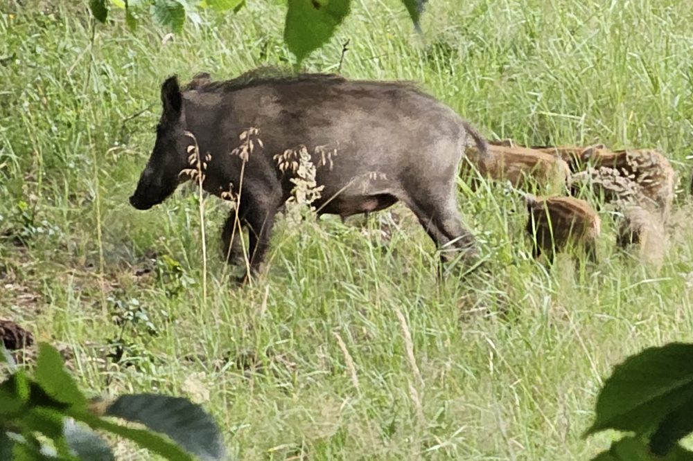 20240705_201036.jpeg web2