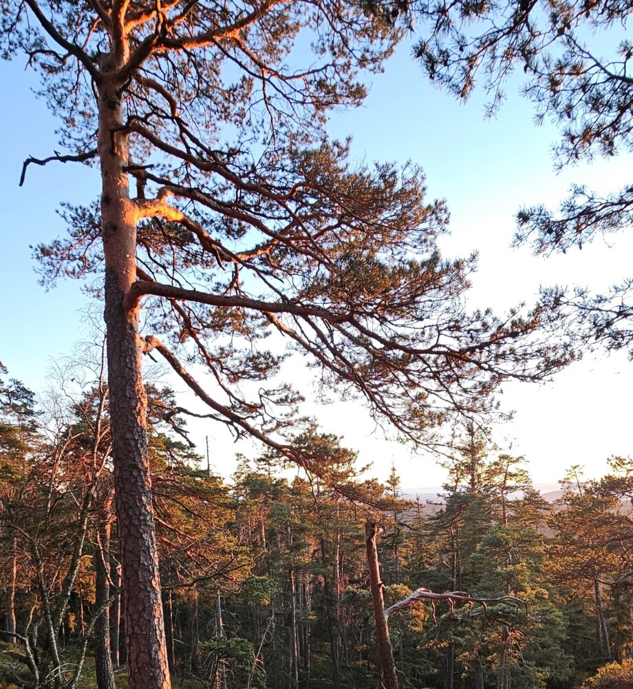 20241228_160808.jpg web