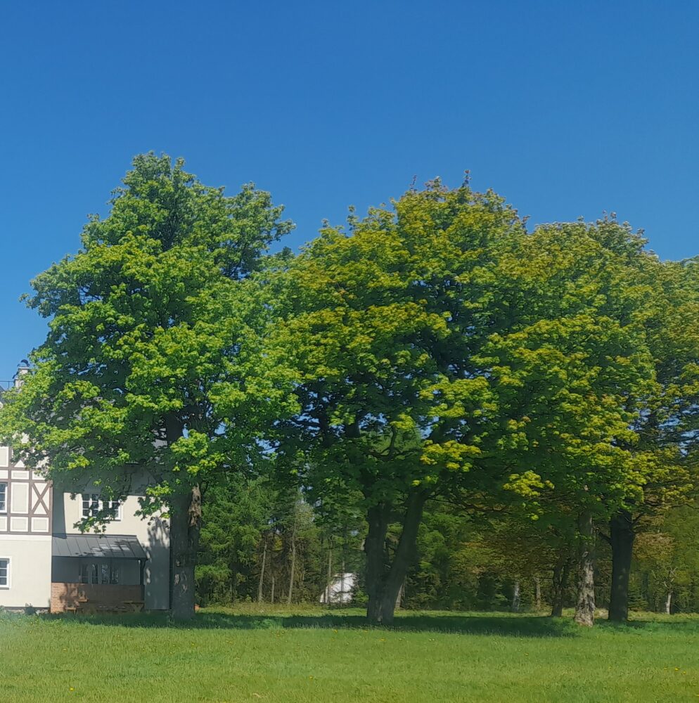 20250513_130144.jpg web