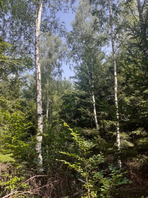 Img-20250817-wa0026