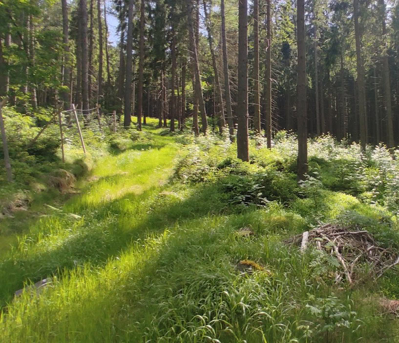 Img_20250611_150313.jpgweb