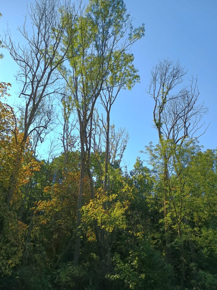 Img-20251001-wa0005