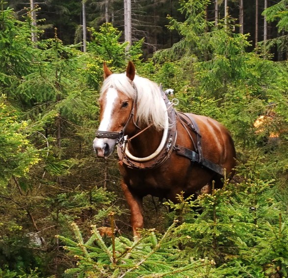 Práce s koněm s.p..jpg obr2