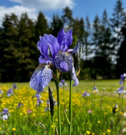 Pramínek_lú-3_kosatce_3.jpg web