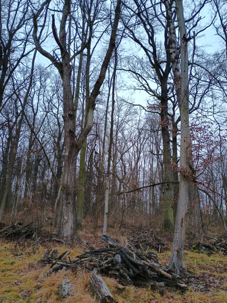 Img_20251215_151309669_hdr