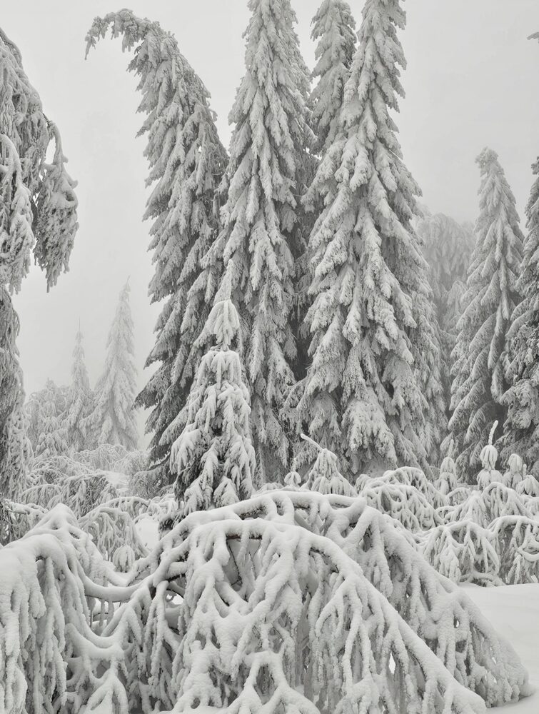 20260203_103801.jpg web