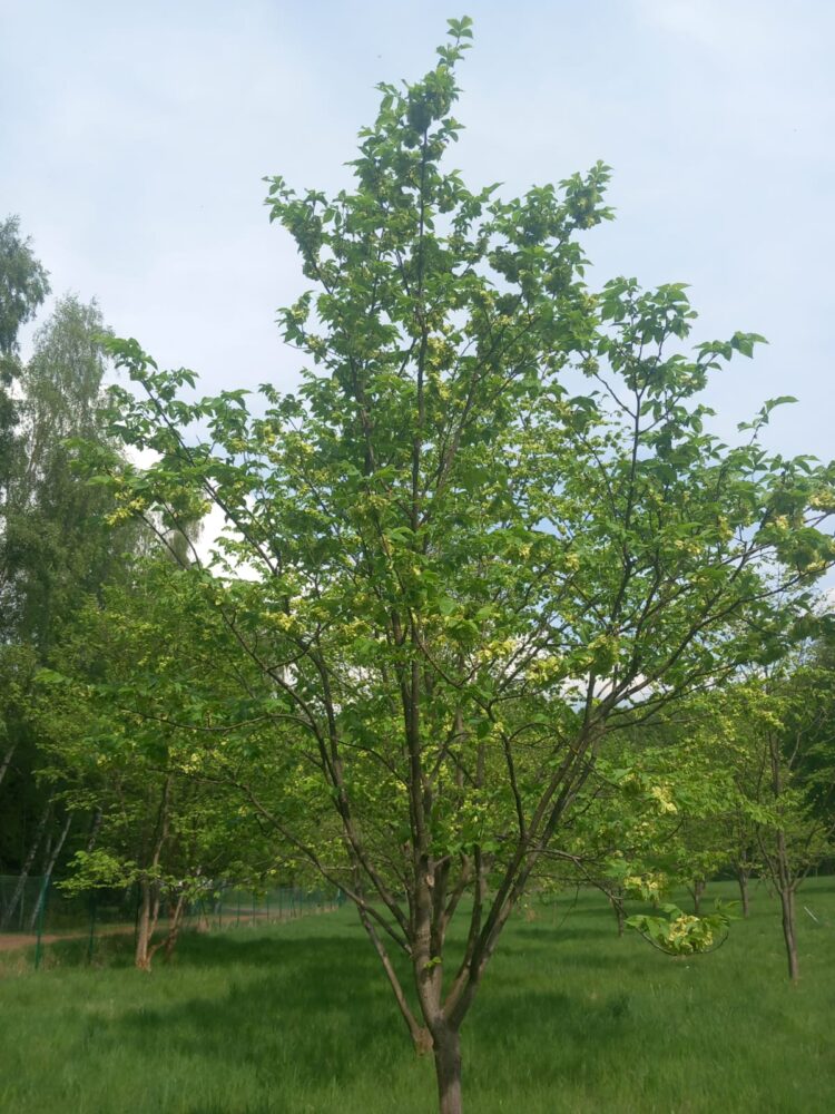 Img-20260605-wa0006