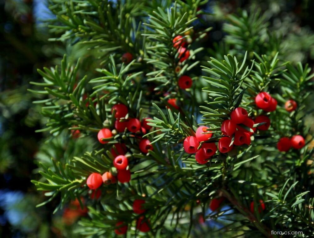 17256-tis-cerveny-taxus-baccata-1-