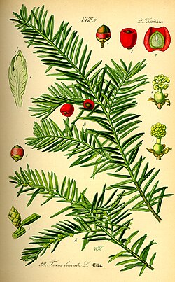 Illustration_taxus_baccata0