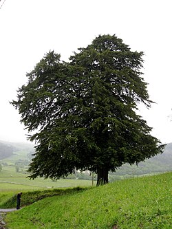 Taxus_baccata_tree